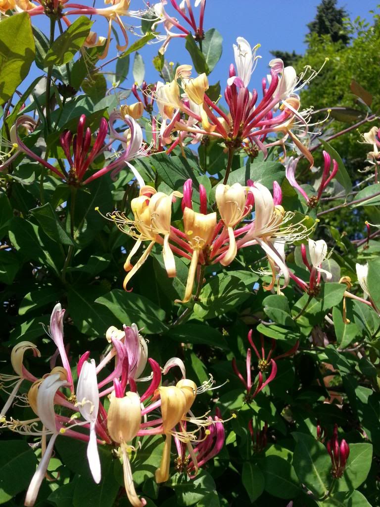  photo 20140530_101231_zpstjqa7qwz.jpg